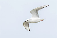 Bonaparte's Gull