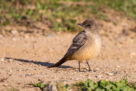 Say's Phoebe