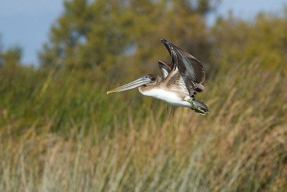 birds-irv-1063
