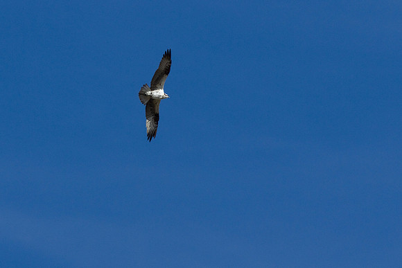 birds-irv-0921