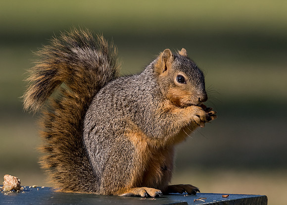 OC-Mile Square RP-2015-9609