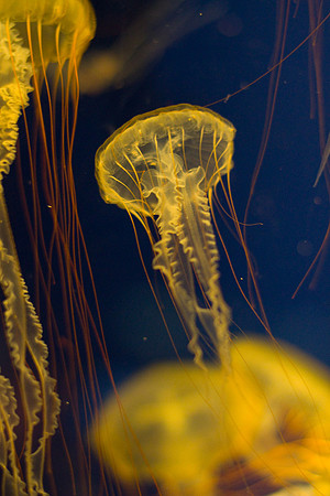LB-aquarium-0360