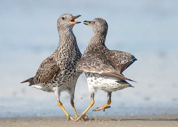Surfbird squabble