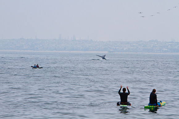 RB-whales-8404