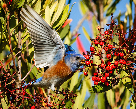 Male Western Bluebird