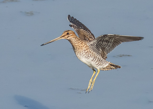 Wilson's Snipe