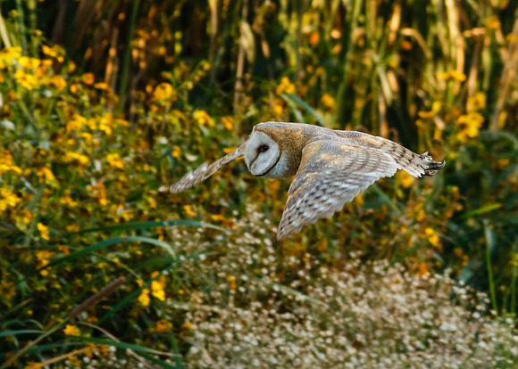 Fly away