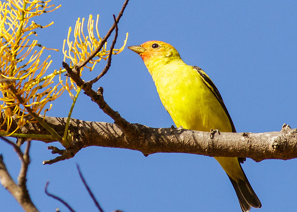 Western Tanager