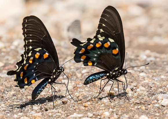 Pipevine Swallowtail