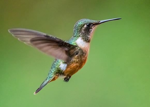 Female Scintillant hummingbird