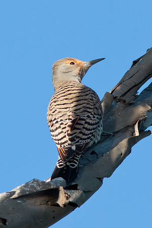Northern Flicker