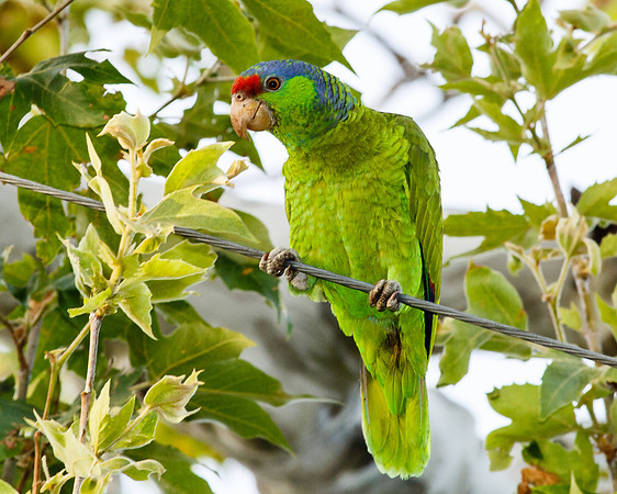 Lilac-crowned Parrot