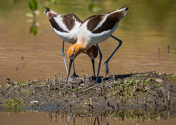 Tending to the nest