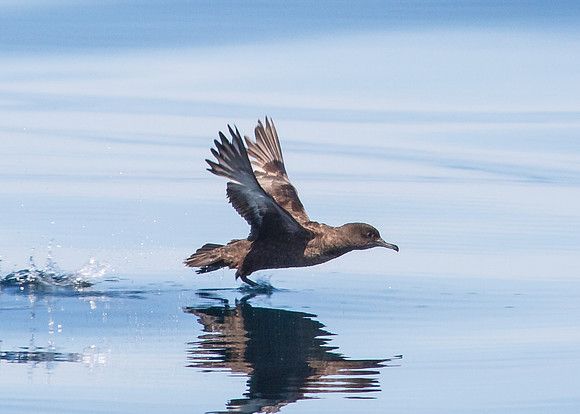 OC-Dana Point Pelagic 2014-6718
