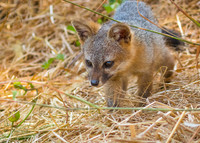 Channel Islands NP