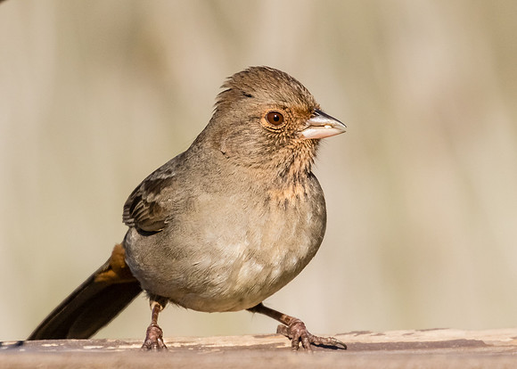 California Towhee