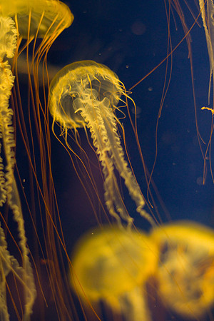 LB-aquarium-0361