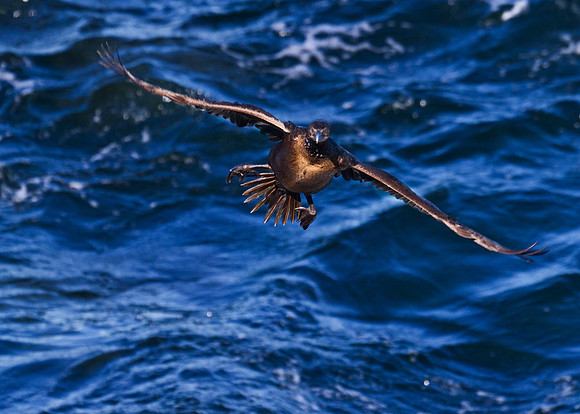 LaJolla2011-0859-Edit