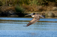 birds-irv-1086