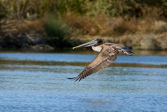 birds-irv-1086