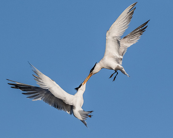 Tug of war in flight style