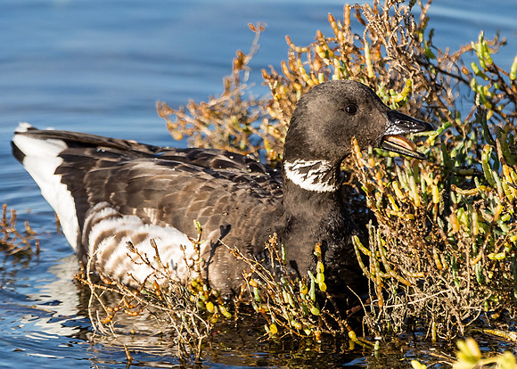 Brant