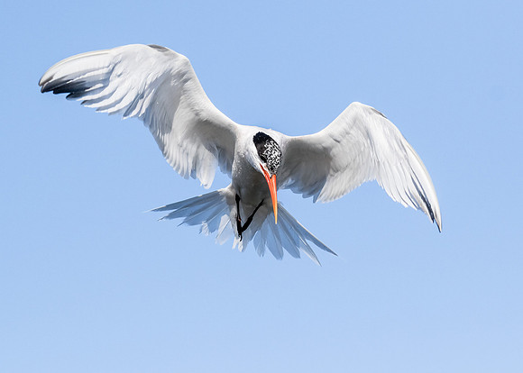 In-flight fishing....