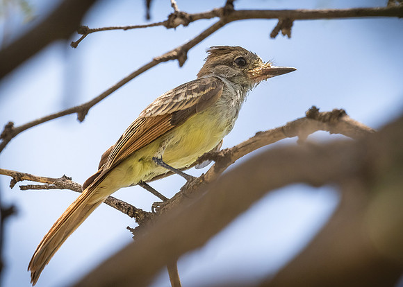 Brown-crested Flycatcher