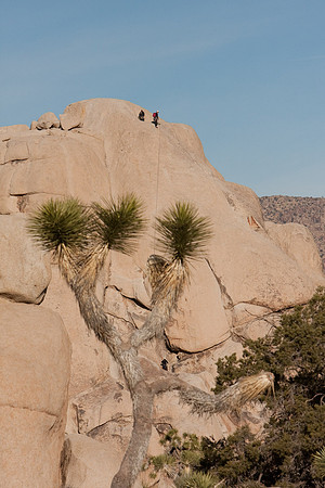 joshuatree09-0484