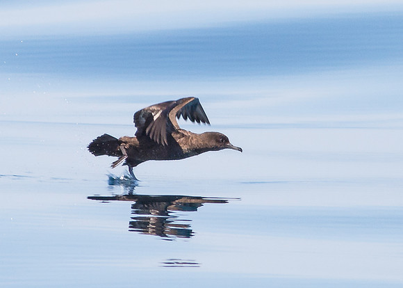 OC-Dana Point Pelagic 2014-6720