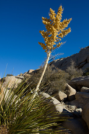 joshuatree09-2584