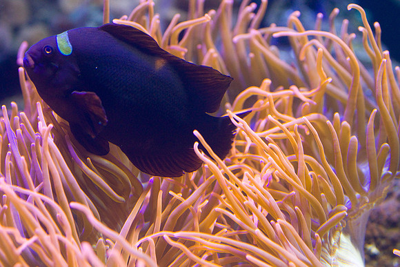 lb-aquarium-1476