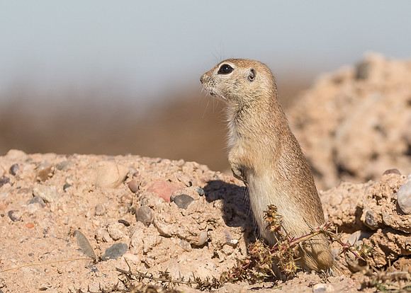 Ground Squirrel