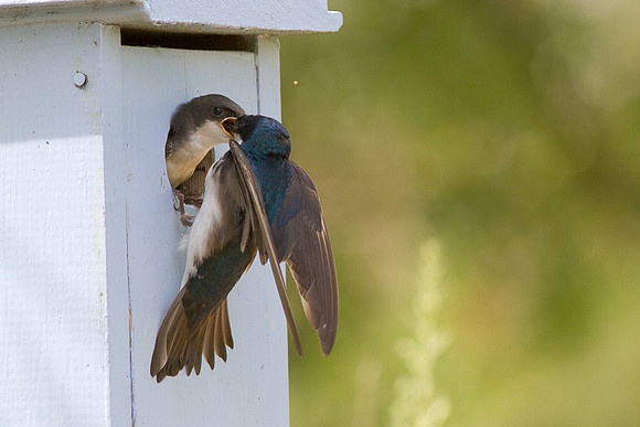 San-Joaquin-0551