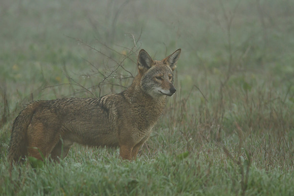 Coyote