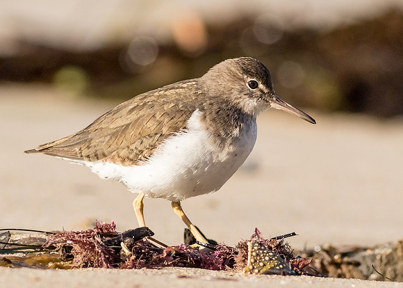 Spotted Sandpiper