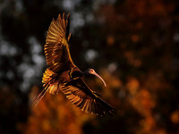 Golden hour flight