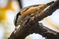 Red-breasted Nuthatch
