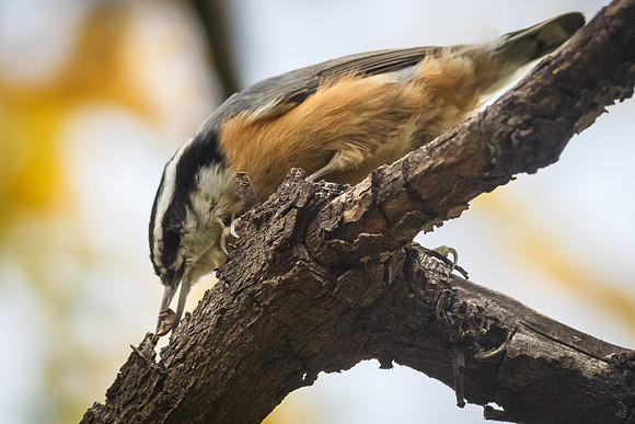 Red-breasted Nuthatch