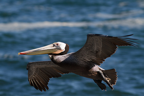 Brown Pelican