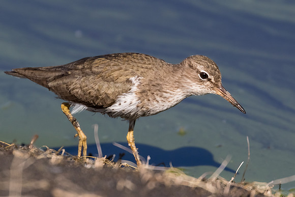 Spotted Sandpiper