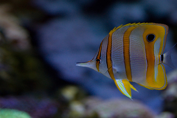lb-aquarium-1455