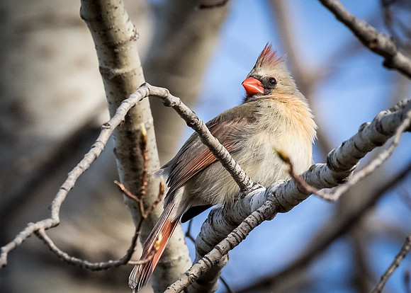 Female Northern Cardinal
