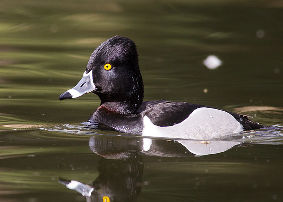 oc-irvinenpark-3075