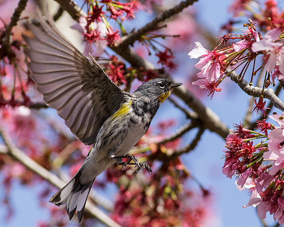 Yellow-rumped Warbler