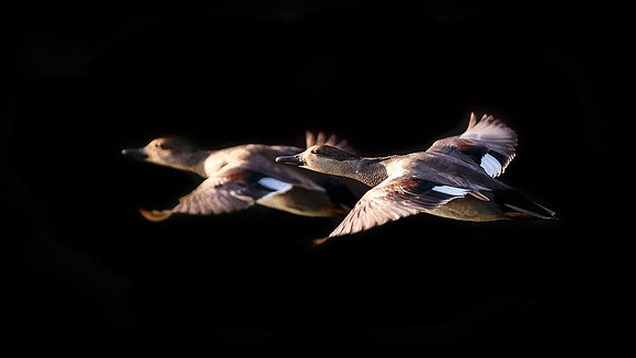 Gadwall flight