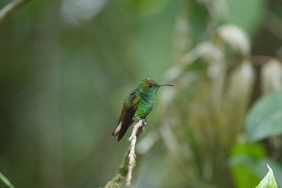 Coopery headed  (Endemic to CR)