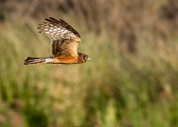 Northern Harrier