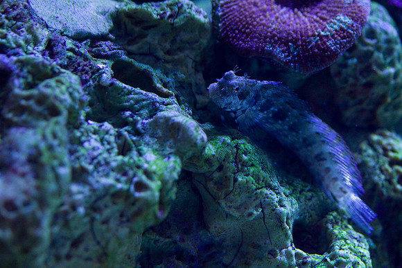 lb-aquarium-1436