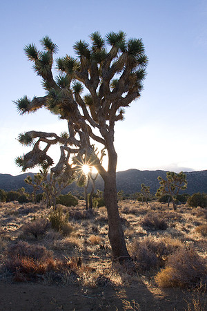 joshuatree09-2348